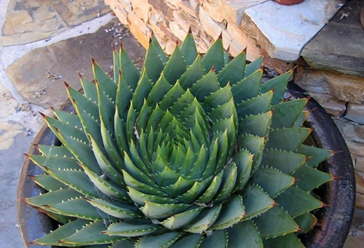 Алоэ спиральное