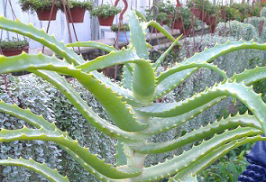 Алоэ-столетник