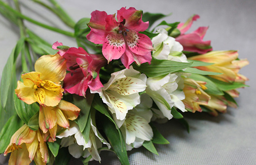 Альстромерия