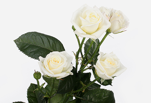 Белые кустовые розы