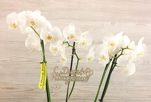 Белая орхидея (горшочная, 60 см, трехствольная)