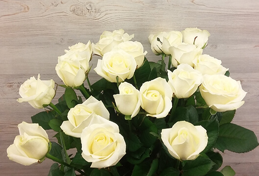 Белая роза (Россия, 40 см)
