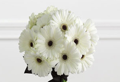 Белая гербера