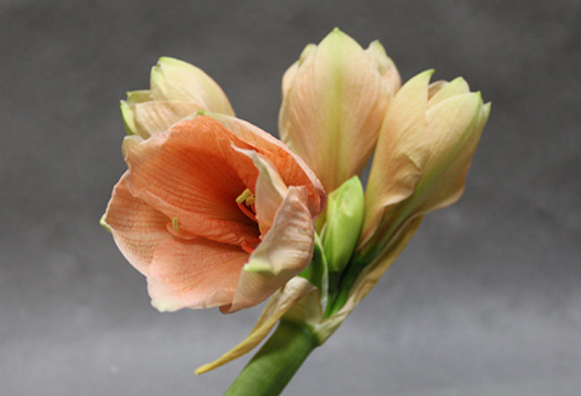 Гиппеаструм