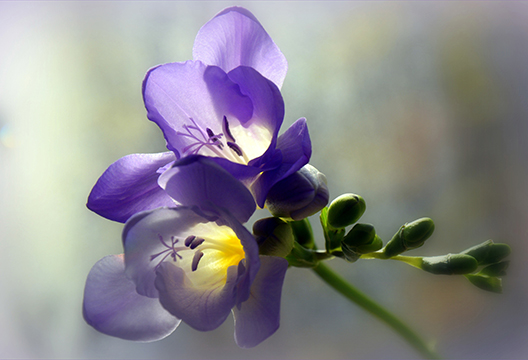 Голубая фрезия