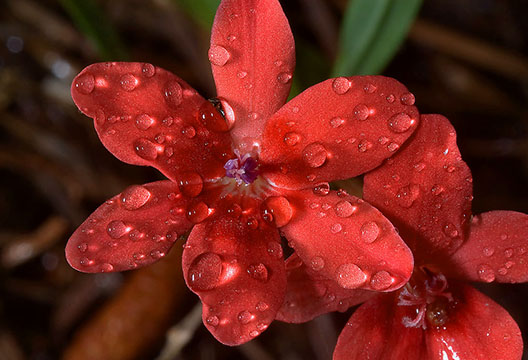 Красная фрезия