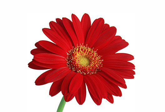 Красная гербера