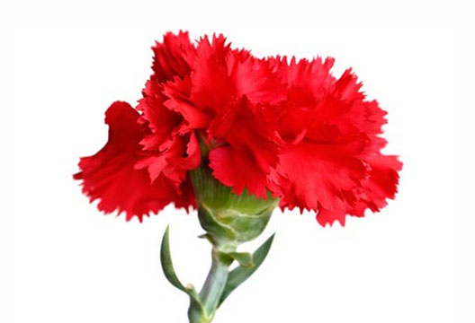 Красная гвоздика (70-80 см)