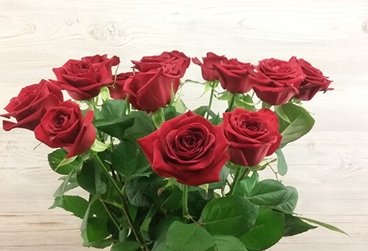 Красная роза (Россия, 40 см)