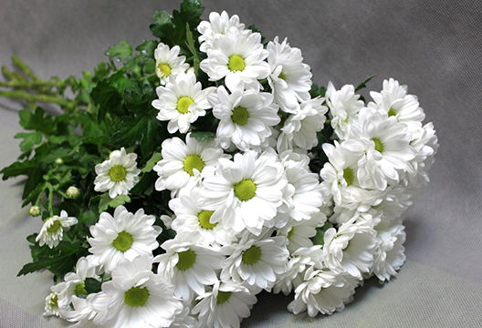 Кустовая хризантема