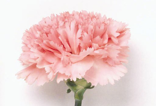 Нежно-розовая гвоздика (70-80 см)
