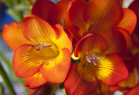 Оранжевая фрезия