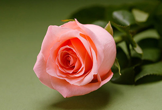 Роза «Ангажемент» (60 см)