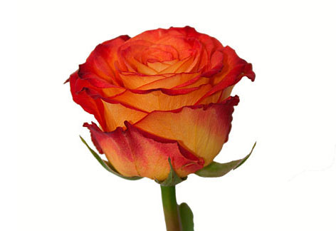 Роза «Хай Мэджик» (60 см)