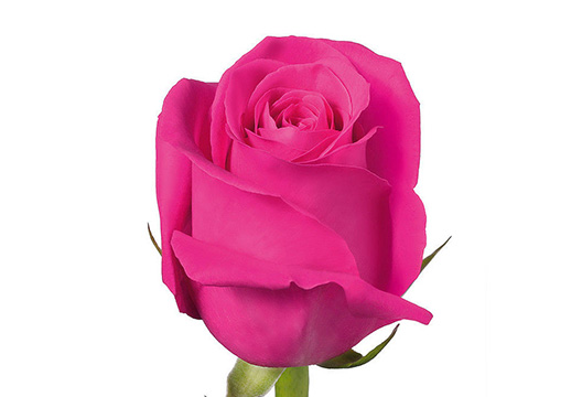 Роза Pink Floyd (60 см)