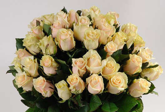 Роза «Шомпань» (Россия, 50 см)