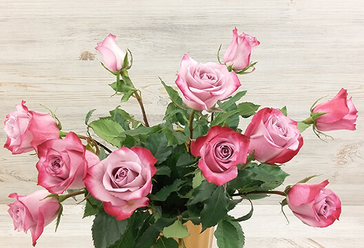 Роза «Сочная сирень» (Голландия, 50 см)