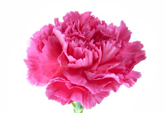 Розовая гвоздика (70-80 см)