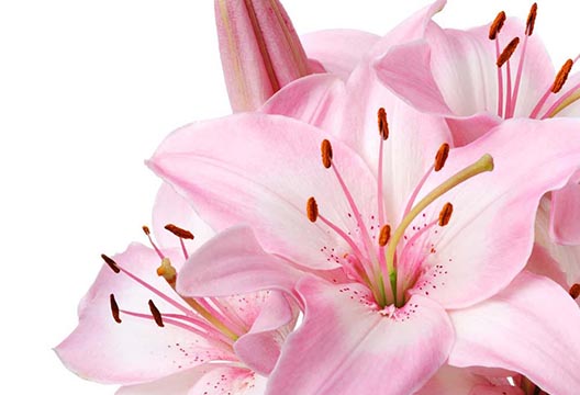 Розовая лилия