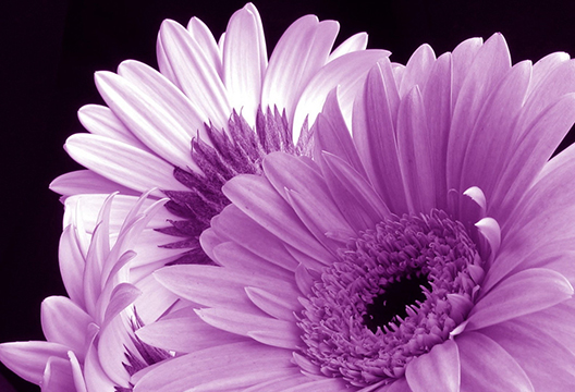 Сиреневая гербера