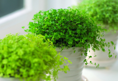 Солейролия