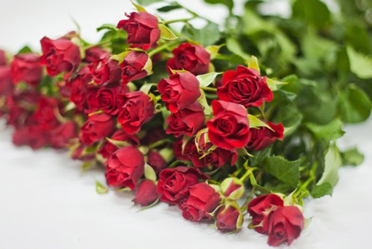 Тёмно-красные кустовые розы