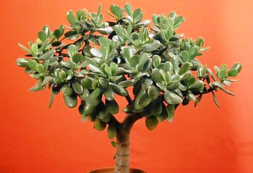 Толстянка (денежное дерево)