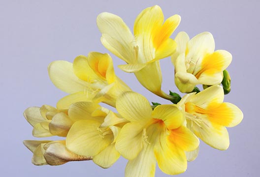 Жёлтая фрезия