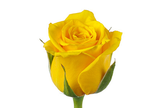 Жёлтая роза (Россия, 40 см)